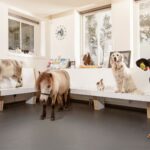 A veterinary clinic waiting room with various animals: a goat and a pony standing on a bench, a rabbit and a dog sitting, and a cow wearing an orange halter. Brochures and animal care products are displayed on a counter in the background.