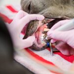 A close-up of a veterinarian wearing pink gloves performing dental work on a grey dog. The dog's mouth is open wide, revealing its teeth, while the vet uses a dental tool. The dog is resting on a red and white striped blanket.